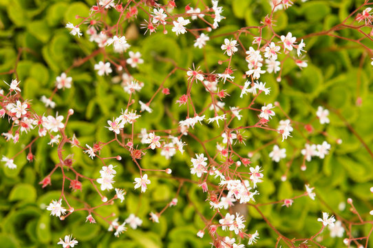 Saxifraga umbrosa london pride or st patrick's cabbage green plant with white red flowers © skymoon13