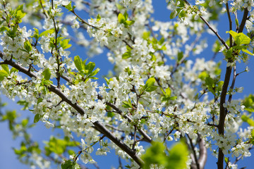 The spring bloom of fruit trees in the garden