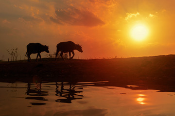 Fototapeta na wymiar sunset landscape and country life with two buffaloes walking to home with reflecton in water