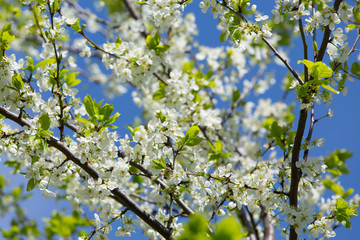The spring bloom of fruit trees in the garden