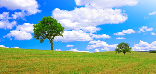 Fototapeta na wymiar Tree on a green meadow and blue sky.