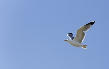 Seagull flying in the Natural Park of Las Salinas.