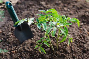 Growing tomato plant in a vegetable garden.