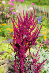 Obraz premium Farbenfrohe Sommerblumen