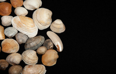 Set of sea shells on a black background, place for text