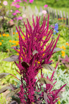 Farbenfrohe Sommerblumen