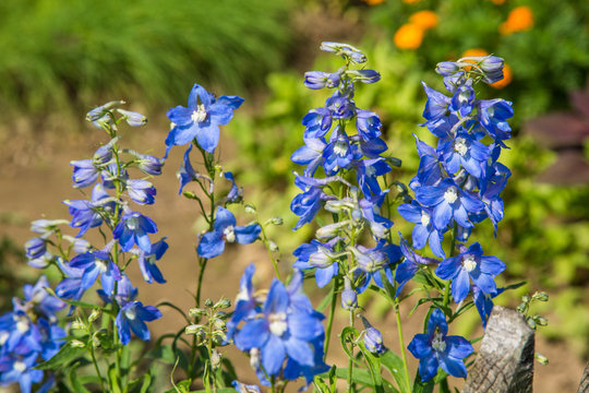 Farbenfrohe Sommerblumen