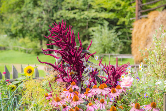 Farbenfrohe Sommerblumen