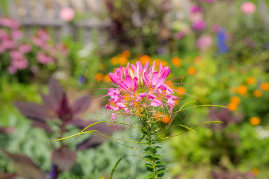 Farbenfrohe Sommerblumen