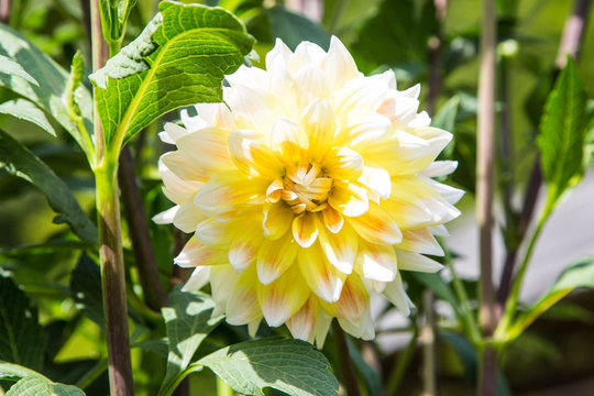 Farbenfrohe Sommerblumen