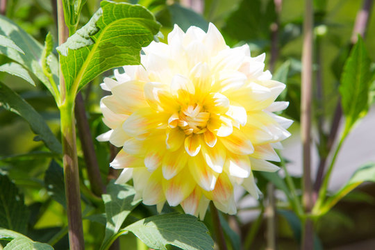 Farbenfrohe Sommerblumen
