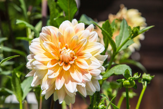 bunte, pr&auml;chige Dahlien im Sommer in Vollbl&uuml;te