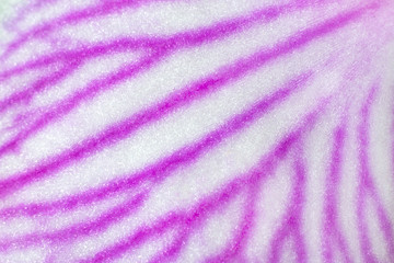 Fototapeta na wymiar Close up view of white petal of a flower of orchid phalaenopsis with a purple pattern as a background texture