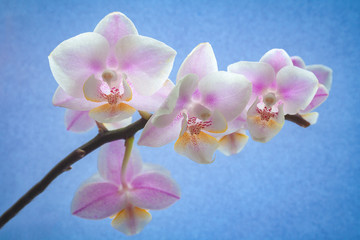 Obraz premium A branch of orchid flowers on a blue background