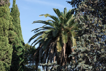 View of the tall palm.