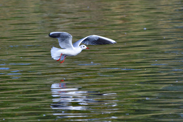 Fliegende Lachmöwe im Schlichtkleid