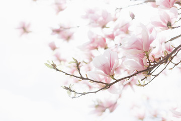 Schöner Frühlingshintergrund. Nahaufnahme von blühenden Magnolienblüten