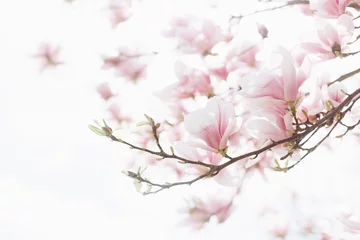 Photo sur Plexiglas Magnolia Beau fond de printemps. Gros plan de fleurs de magnolia en fleurs