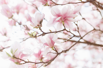 Natur Szenerie im Frühling. Blühende Magnolien