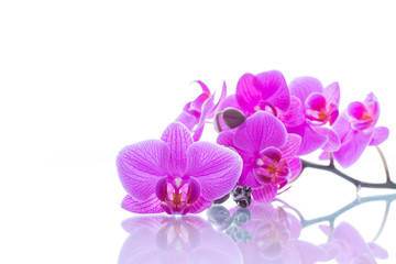 Naklejka na ściany i meble beautiful Phalaenopsis orchid flowers