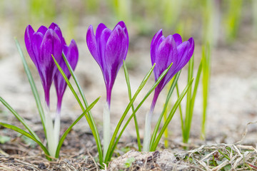 Violet crocuses flowers