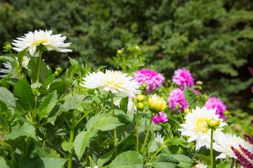 Farbenfrohe Sommerblumen