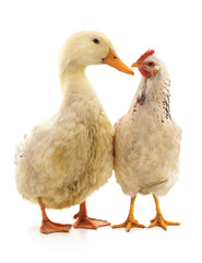 White duck and chicken.