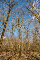 A sunny day in Woodland Oxfordshire - UK
