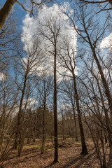 Blue sky in woodland setting - Woodland Oxfordshire - UK