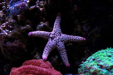 Fromia starfish in aquarium tank