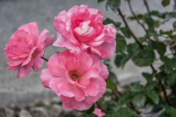 Beautiful and bright greek roses in the garden