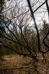Curved tree branches - Woodland Oxfordshire - UK
