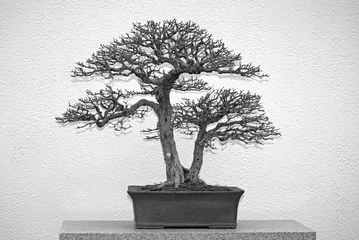 Velours gordijnen Bonsai Oude bonsai zonder bladeren op tafel
