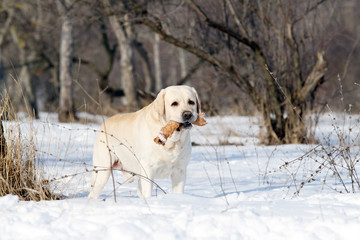 yellow labrador in winter in snow with a toy