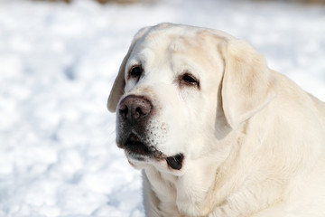 a cute yellow labrador in winter in snow portrait