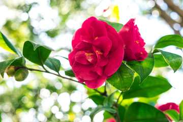 Kamelie im Frühling