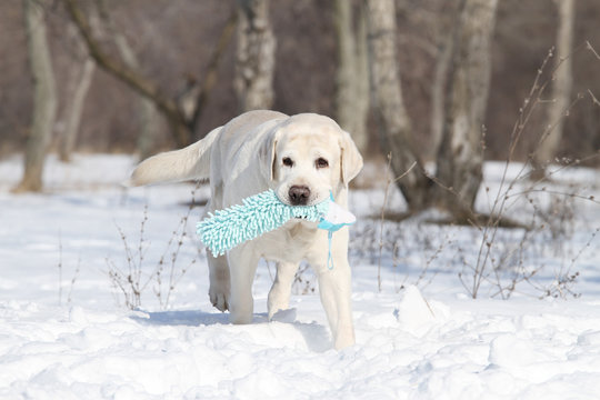 the cute yellow labrador in winter in snow with a toy