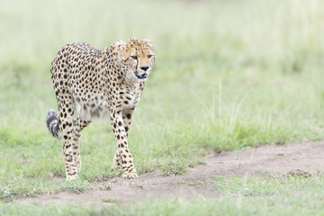 Cheetah (Acinonix jubatus) walking on savanna, Masai Mara, Kenya