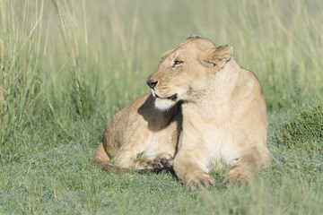 Lioness (Panthera leo) lying down on savannah, Masai Mara, Kenya