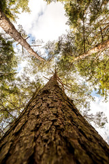 Looking up a Spruce tree in a forest - Woodland Oxfordshire - UK