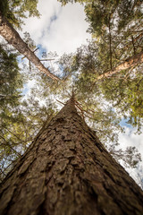Looking up a Spruce tree in a forest - Woodland Oxfordshire - UK