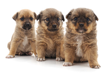 Fototapeta na wymiar Three beautiful puppies.