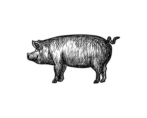 Animal Pig Hand Drawing Symbol Logo Vector
