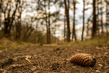 A fallen Pine cone on the forest floor - Woodland Oxfordshire - UK