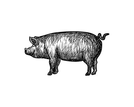 Animal Pig Hand Drawing Symbol Logo Vector