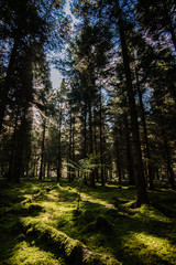 Sunlight through pine trees in a moss covered woodland - Woodland Oxfordshire - UK