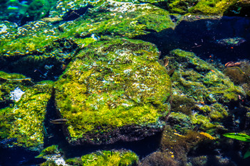 Большой камень в зеленой воде озера. Сенот Мексика