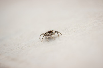 Pequena Aranha