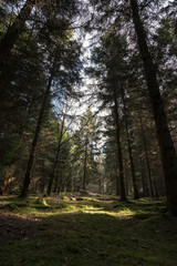 Fototapeta na wymiar Sunlight through trees in a Woodland - Oxfordshire - UK