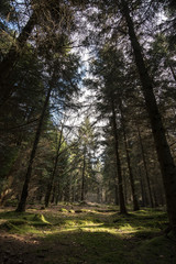 Fototapeta na wymiar Sunlight through trees in a Woodland - Oxfordshire - UK